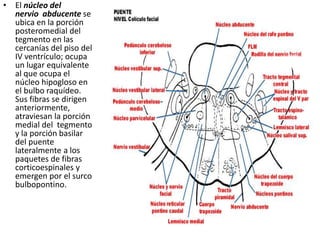 • El núcleo del
nervio abducente se
ubica en la porción
posteromedial del
tegmento en las
cercanías del piso del
IV ventrículo; ocupa
un lugar equivalente
al que ocupa el
núcleo hipogloso en
el bulbo raquídeo.
Sus fibras se dirigen
anteriormente,
atraviesan la porción
medial del tegmento
y la porción basilar
del puente
lateralmente a los
paquetes de fibras
corticoespinales y
emergen por el surco
bulbopontino.
 