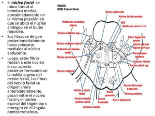 • El núcleo facial se
ubica lateral al
lemnisco medial,
aproximadamente en
la misma posición en
que se ubica el núcleo
ambiguo en el bulbo
raquídeo.
• Sus fibras se dirigen
posteriomedialmente
hasta colocarse
mediales al núcleo
abducente.
• Luego, estas fibras
rodean a este núcleo
en su aspecto
posterior formando así
la rodilla o genu del
nervio facial, Las fibras
del nervio facial se
dirigen ahora
anterolateralmente,
pasan entre el núcleo
facial y el núcleo
espinal del trigémino y
emergen en el ángulo
pontocerebeloso..
 