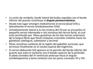 • La unión de cerebelo, borde lateral del bulbo raquídeo con el borde
inferior del puente constituye el ángulo pontocerebeloso.
• Desde este lugar emergen medialmente el nervio facial (VII) y
lateralmente el nervio vestibulococlear (VIII).
• Inmediatamente lateral a la raíz motora del VII par se encuentra el
pequeño nervio intermedio o raíz sensitiva del nervio facial, el cual
está constituido por fibras gustativas de los dos tercios anteriores
de la lengua fibras que llevan impulsos viscerales motores hacia las
glándulas sublingual, submaxilar y lacrimal
• fibras sensitivas cutáneas de la región del pabellón auricular, que
terminan finalmente en el núcleo espinal del trigémino.
• El nervio abducente (VI) aparece en la porción del borde inferior del
puente que está en contacto con el borde superior de la pirámide.
El plexo coroideo del IV ventrículo protruye hacia el ángulo
cerebelopontino y toma contacto con los pares craneales VII y VIII.
 