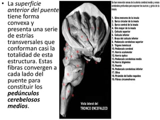 • La superficie
anterior del puente
tiene forma
convexa y
presenta una serie
de estrías
transversales que
conforman casi la
totalidad de esta
estructura. Estas
fibras convergen a
cada lado del
puente para
constituir los
pedúnculos
cerebelosos
medios.
 