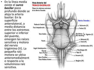 • En la línea media
existe el surco
basilar poco
profundo donde se
aloja la arteria
basilar: En la
superficie
anterolateral, a
media distancia
entre los extremos
superior e inferior
del puente,
emergen las raíces
sensitiva y motora
del nervio
trigémino (V). La
pequeña raíz
motora se ubica
anteromedialment
e respecto a la
voluminosa raíz
sensitiva.
 