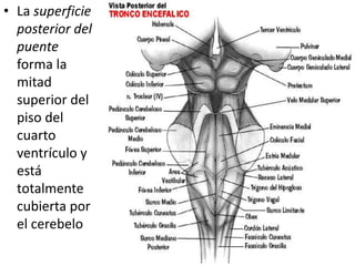 • La superficie
posterior del
puente
forma la
mitad
superior del
piso del
cuarto
ventrículo y
está
totalmente
cubierta por
el cerebelo
 