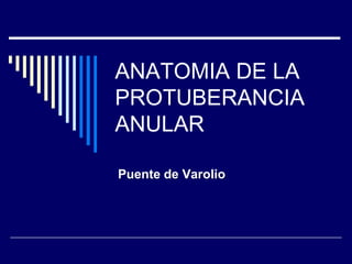 ANATOMIA DE LA PROTUBERANCIA ANULAR Puente de Varolio 