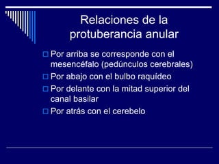 Relaciones de la protuberancia anularPor arriba se corresponde con el mesencéfalo (pedúnculos cerebrales)Por abajo con el bulbo raquídeoPor delante con la mitad superior del canal basilarPor atrás con el cerebelo