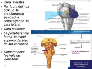  Cara laterales
 Por fuera del haz
oblicuo la
protuberancia
se strecha
constituyendo la
cara lateral
 Cara posterior
 La protuberancia
forma la mitad
superiro del piso
de 4to ventriculo
.
 Comprendido:
*valvula de
vieussens
 