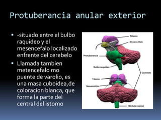 Protuberancia anular exterior

 -situado entre el bulbo
  raquideo y el
  mesencefalo localizado
  enfrente del cerebelo
 Llamada tambien
  metencefalo mo
  puente de varolio, es
  una masa cuboidea,de
  coloracion blanca, que
  forma la parte del
  central del istomo
 