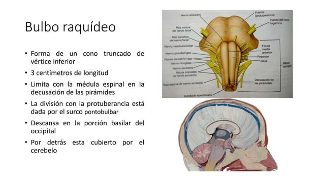 Protuberancia Y Bulbo Raquídeo Imagenología