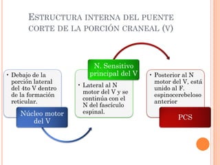 ESTRUCTURA INTERNA DEL PUENTE
CORTE DE LA PORCIÓN CRANEAL (V)
• Debajo de la
porción lateral
del 4to V dentro
de la formación
reticular.
Núcleo motor
del V
• Lateral al N
motor del V y se
continúa con el
N del fascículo
espinal.
N. Sensitivo
principal del V • Posterior al N
motor del V, está
unido al F.
espinocerebeloso
anterior
PCS
 