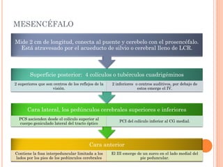 MESENCÉFALO
Cara anterior
Contiene la fosa interpeduncular limitada a los
lados por los pies de los pedúnculos cerebrales
El III emerge de un surco en el lado medial del
pie peduncular.
Cara lateral, los pedúnculos cerebrales superiores e inferiores
PCS ascienden desde el colículo superior al
cuerpo geniculado lateral del tracto óptico
PCI del colículo inferior al CG medial.
Superficie posterior: 4 colículos o tubérculos cuadrigéminos
2 superiores que son centros de los reflejos de la
visión.
2 inferiores o centros auditivos, por debajo de
estos emerge el IV.
Mide 2 cm de longitud, conecta al puente y cerebelo con el prosencéfalo.
Está atravesado por el acueducto de silvio o cerebral lleno de LCR.
 