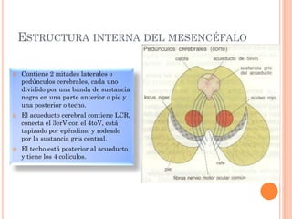 ESTRUCTURA INTERNA DEL MESENCÉFALO
 Contiene 2 mitades laterales o
pedúnculos cerebrales, cada uno
dividido por una banda de sustancia
negra en una parte anterior o pie y
una posterior o techo.
 El acueducto cerebral contiene LCR,
conecta el 3erV con el 4toV, está
tapizado por epéndimo y rodeado
por la sustancia gris central.
 El techo está posterior al acueducto
y tiene los 4 colículos.
 