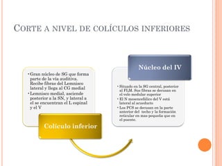 CORTE A NIVEL DE COLÍCULOS INFERIORES
•Gran núcleo de SG que forma
parte de la vía auditiva.
Recibe fibras del Lemnisco
lateral y llega al CG medial
•Lemnisco medial, asciende
posterior a la SN, y lateral a
el se encuentran el L espinal
y el V
Colículo inferior
•Situado en la SG central, posterior
al FLM. Sus fibras se decusan en
el velo medular superior
•El N mesencefálico del V está
lateral al acueducto
•Los PCS se decusan en la parte
anterior del techo y la formación
reticular en mas pequeña que en
el puente.
Núcleo del IV
 