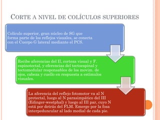 CORTE A NIVEL DE COLÍCULOS SUPERIORES
Colículo superior, gran núcleo de SG que
forma parte de los reflejos visuales, se conecta
con el Cuerpo G lateral mediante el PCS.
Recibe aferencias del II, corteza visual y F.
espinotectal, y eferencias del tectoespinal y
tectomedular responsables de los movim. de
ojos, cabeza y cuello en respuesta a estímulos
visuales.
La aferencia del reflejo fotomotor va al N
pretectal, luego al N parasimpático del III
(Edinger-westphal) y luego al III par, cuyo N
está por detrás del FLM. Emerge por la fosa
interpeduncular al lado medial de cada pie.
 