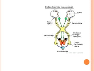 Protuberancia y mesencéfalo