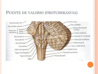 PUENTE DE VALORIO (PROTUBERANCIA)
 