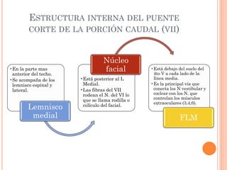 ESTRUCTURA INTERNA DEL PUENTE
CORTE DE LA PORCIÓN CAUDAL (VII)
•En la parte mas
anterior del techo.
•Se acompaña de los
lemnisco espinal y
lateral.
Lemnisco
medial
•Está posterior al L
Medial.
•Las fibras del VII
rodean el N. del VI lo
que se llama rodilla o
colículo del facial.
Núcleo
facial •Está debajo del suelo del
4to V a cada lado de la
línea media.
•Es la principal vía que
conecta los N vestibular y
coclear con los N. que
controlan los músculos
extraoculares (3,4,6).
FLM
 