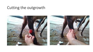 Cutting the outgrowth
 