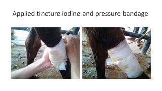 Applied tincture iodine and pressure bandage
 