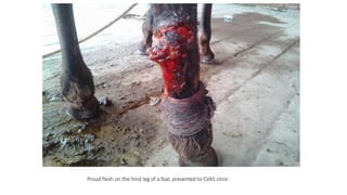 Proud flesh on the hind leg of a foal, presented to CVAS clinic
 