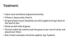 Treatment:
• Inject Local anesthesia (Lignocaine) locally.
• If there is deep cavity, fresh it.
• All granulation tissue should be cut with scalpel to bring it back at
the level of skin.
• Dried up with help of gauze.
• Tincture Iodine be used to soak the gauze as per size of cavity, and
placed over there.
• Non irritant antiseptic should be applied. (eg: Pyodine)
 