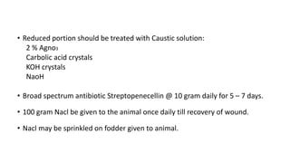 • Reduced portion should be treated with Caustic solution:
2 % Agno3
Carbolic acid crystals
KOH crystals
NaoH
• Broad spectrum antibiotic Streptopenecellin @ 10 gram daily for 5 – 7 days.
• 100 gram Nacl be given to the animal once daily till recovery of wound.
• Nacl may be sprinkled on fodder given to animal.
 