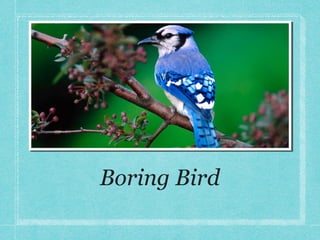Boring Bird

 