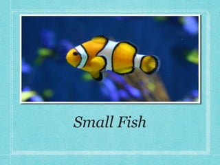 Small Fish

 