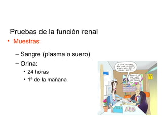 Pruebas de la función renal
• Muestras:

  – Sangre (plasma o suero)
  – Orina:
     • 24 horas
     • 1ª de la mañana
 