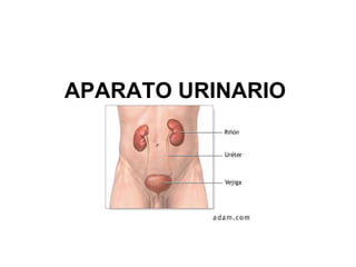 APARATO URINARIO
 