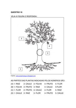 QUESTÃO 10

VEJA A FIGURA E RESPONDA:




                            5     5



          3    3


                                                4          4


                                            2       2242
                                                     2




              1


FONTE: www.proportoseguro.blogspot.com


AS PARTES DAS PLANTAS INDICADAS PELOS NÚMEROS SÃO:
(A) 1- RAIZ        2- CAULE       3- FOLHA          4- FRUTO   5- FLOR
(B) 1- FOLHA       2- FRUTO 3- RAIZ                 4- CAULE   5-FLOR
(C) 1- FLOR        2- FRUTO 3- CAULE                4- FLOR    5- RAIZ
(D) 1- CAULE 2- RAIZ              3- FLOR           4- FRUTO   5- CAULE
 