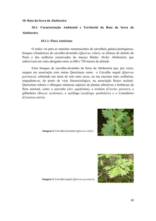 40
10- Rota da Serra da Aboboreira
10.1- Caracterização Ambiental e Territorial da Rota da Serra da
Aboboreira
10.1.1- Flora Autóctone
O realce vai para as manchas remanescentes de carvalhais galaico-portugueses,
bosques climatéricos de carvalho-alvarinho (Quercus robur), os últimos do distrito do
Porto e dos melhores conservados do maciço Marão/ Alvão/ Aboboreira, que
sobrevivem em vales abrigados entre os 600 e 750 metros de altitude.
Estes bosques de carvalho-alvarinho da Serra da Aboboreira que, por vezes,
surgem em associação com outras Quercíneas como o Carvalho negral (Quercus
pyrenaica), sobretudo nas áreas de solo mais secos, ou nas encostas mais soalheiras,
enquadram-se, do ponto de vista fitossociológico, na associação Rusco aculeati.
Quercetum roboris e albergam inúmeras espécies de plantas arbustivas e herbáceas da
flora nemoral, como o azevinho (ilex aquifolium), a aveleira (Corylus piraster), a
gilbardeira (Ruscus aculeatus), a saxifraga (saxifraga spathularis) e o Castanheiro
(Castanea sativa).
Imagem 2: Carvalho-alvarinho (Quercus robur)
Imagem 3: Carvalho-negral (Quercus pyrenaica)
 