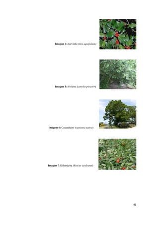 41
Imagem 4:Azevinho (Ilex aquifolium)
Imagem 5:Aveleira (corylus piraster)
Imagem 6: Castanheiro (castanea sativa)
Imagem 7:Gilbardeira (Ruscus aculeatus)
 