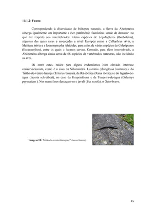 45
10.1.2- Fauna
Correspondendo à diversidade de biótopos naturais, a Serra da Aboboreira
alberga igualmente um importante e rico património faunístico, sendo de destacar, no
que diz respeito aos invertebrados, várias espécies de Lepidópteros (Borboletas),
algumas das quais raras e ameaçadas a nível Europeu como a Callophrys Avis, a
Melitaea trivia e a loenonym pha iphioides, para além de várias espécies de Coleópteros
(Escaravelhos), entre os quais o lucanos cervus. Contudo, para além invertebrado, a
Aboboreira alberga ainda cerca de 68 espécies de vertebrados terrestres, não incluindo
as aves.
De entre estes, realce para alguns endemismos com elevado interesse
conservacionista, como é o caso da Salamandra. Lusitânia (chioglossa lusitanica), do
Tritão-de-ventre-laranja (Triturus boscai), da Rã-ibérica (Rana ibérica) e do lagarto-de-
água (lacerta schreiberi), no caso da Herpetofauna e da Toupeira-de-água (Galemys
pyrenaicus ). Nos mamíferos destacam-se o javali (Sus scrofa), o Gato-bravo.
Imagem 18: Tritão-de-ventre-laranja (Triturus boscai)
 