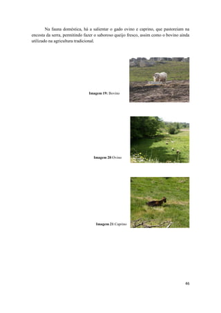 46
Na fauna doméstica, há a salientar o gado ovino e caprino, que pastoreiam na
encosta da serra, permitindo fazer o saboroso queijo fresco, assim como o bovino ainda
utilizado na agricultura tradicional.
Imagem 21:Caprino
Imagem 20:Ovino
Imagem 19: Bovino
 