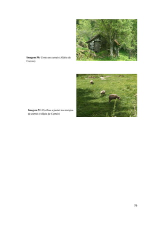 79
Imagem 50: Corte em currais (Aldeia de
Currais)
Imagem 51: Ovelhas a pastar nos campos
de currais (Aldeia de Currais)
 