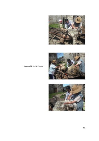 81
Imagem 54; 55; 56:Tosquia
 