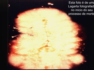 Esta foto é de uma Lagarta fotografada no inicio do seu processo de morte. 