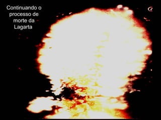 Continuando o processo de morte da Lagarta . 