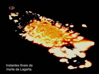 Instantes finais da morte da Lagarta. 