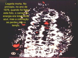 Lagarta morta. No principio, no ano de 1976, quando foi feita esta foto, o campo de energia era totalmente azul, mas a coloração se perdeu com o tempo. 