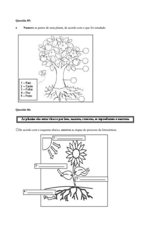 Questão 05:
Numere as partes de uma planta, de acordo com o que foi estudado
Questão 06:
De acordo com o esquema abaixo, escreva as etapas do processo da fotossíntese.
 