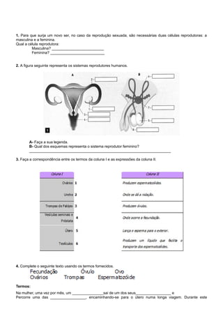 1. Para que surja um novo ser, no caso da reprodução sexuada, são necessárias duas células reprodutoras: a
masculina e a feminina.
Qual a célula reprodutora:
Masculina? _________________________
Feminina? __________________________
2. A figura seguinte representa os sistemas reprodutores humanos.
A- Faça a sua legenda.
B- Qual dos esquemas representa o sistema reprodutor feminino?
____________________________________________________________________
3. Faça a correspondência entre os termos da coluna I e as expressões da coluna II.
4. Complete o seguinte texto usando os termos fornecidos.
Termos:
Na mulher, uma vez por mês, um _______________sai de um dos seus_________________ e
Percorre uma das _________________, encaminhando-se para o útero numa longa viagem. Durante este
 