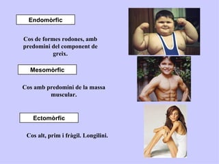 Endomòrfic


Cos de formes rodones, amb
predomini del component de
           greix.

  Mesomòrfic

Cos amb predomini de la massa
         muscular.


   Ectomòrfic

 Cos alt, prim i fràgil. Longilini.
 