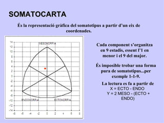 SOMATOCARTA
 És la representació gràfica del somatotipus a partir d’un eix de
                          coordenades.


                                          Cada component s’organitza
                                           en 9 estadis, essent l’1 en
                                            menor i el 9 del major.

                                         És imposible trobar una forma
                                           pura de somatotipus...per
                                                exemple 1-1-9.
                                             La lectura es fa a partir de
                                                X = ECTO - ENDO
                                               Y = 2 MESO - (ECTO +
                                                      ENDO)
 
