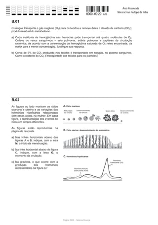 Área Reservada
                                                                                      Não escreva no topo da folha
                                                                   0000−00 20   626

B.01
O sangue transporta o gás oxigênio (O2) para os tecidos e remove deles o dióxido de carbono (CO2),
produto residual do metabolismo.

a) Cada molécula de hemoglobina nas hemácias pode transportar até quatro moléculas de O2.
   Ordene os vasos sanguíneos – veia pulmonar, artéria pulmonar e capilares da circulação
   sistêmica, de acordo com a concentração de hemoglobina saturada de O2 neles encontrada, da
   maior para a menor concentração. Justifique sua resposta.

b) Cerca de 5% do CO2 produzido nos tecidos é transportado em solução, no plasma sanguíneo.
   Como o restante do CO2 é transportado dos tecidos para os pulmões?




B.02
As figuras ao lado mostram os ciclos
ovariano e uterino e as variações dos
hormônios hipofisários relacionadas
com esses ciclos, na mulher. Em cada
figura, a representação dos eventos se
inicia em tempos diferentes.

As figuras estão reproduzidas na
página de resposta.

a) Nas linhas horizontais abaixo das
   figuras A e B, indique, com a letra
   M, o início da menstruação.

b) Na linha horizontal abaixo da figura
   C, indique, com a letra O, o
   momento da ovulação.

c) Na gravidez, o que ocorre com a
   produção       dos       hormônios
   representados na figura C?




                                          Página 20/38 − Caderno Reserva
 