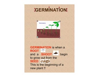 GERMINATION




GERMINATION is when a
ROOT
and a SHOOT
        i              begin
to grow out from the
SEED         .
This is the beginning of a
new plant !!
 