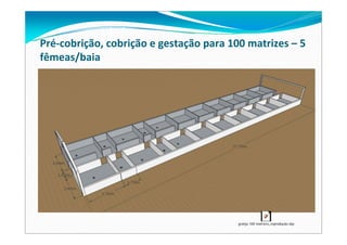 Pré‐cobrição, cobrição e gestação para 100 matrizes – 5 
fêmeas/baia
granja 100 matrizes_reprodução.skp
 