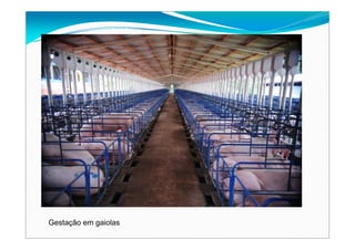 Gestação em gaiolas
 