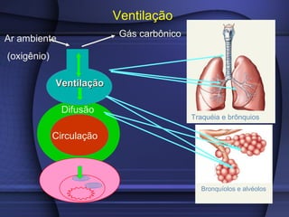 Ventilação
VentilaçãoVentilação
Difusão
CirculaciónCirculação
Ar ambiente
(oxigênio)
Gás carbônico
Traquéia e brônquios
Bronquíolos e alvéolos
 
