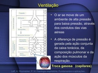 Ventilação
Troca gasosa (capilares)
Leff, A; Shumacker, P. In: Fisiologia respiratória. Fundamentos e aplicações .
• O ar se move de um
ambiente de alta pressão
para baixa pressão, através
dos condutos das vias
aéreas
• A diferença de pressão é
gerada pela ação conjunta
da caixa torácica, da
composição pulmonar e da
ação dos músculos da
respiração.
Traquéia
Brônquios
Bronquíolos
Bronquíolos terminais
Bronquíolos
respiratórios
Ductos
alveolares
Sacos
alveolares
Zonastransicionaise
respiratórias
Zonasdecondução
 