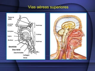 Vias aéreas superiores
 